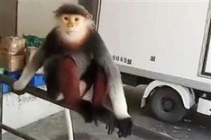 Rare grey-shanked douc langurs found at Hue resort