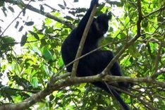 Rare langur found at Bac Kan reserve