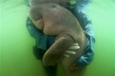 Beloved baby dugong 'Mariam' dies in Thailand with plastic in stomach