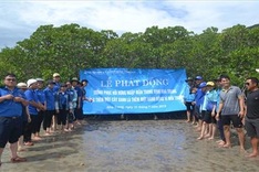Nha Trang starts mangrove restoration project