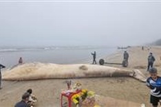 Dead whale found in northern central coast