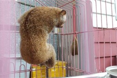 Rare mouse lemur found at HCM City house