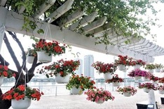 Danang streets decorated for Tet