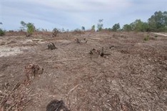 Illegal logging damages Quang Binh casuarina forest