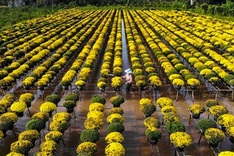 Mekong delta flower village attracts Tet visitors
