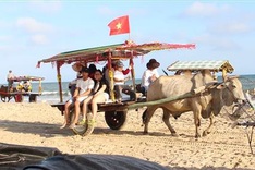 Cow riding service launched in Binh Thuan