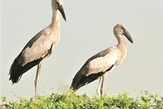 National environment film festival launched