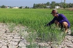VND530 billion earmarked for drought, saltwater intrusion prevention in Mekong Delta region
