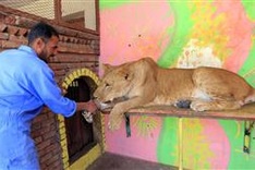 In war-torn Yemen, zoo animals face daily struggle