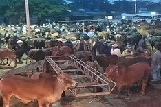 Cattle market busy with year-end session