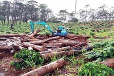 Lam Dong authorities apply stricter measures as thousands of hectares of forest destroyed