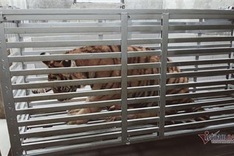 Seven rescued tigers handed over Phong Nha-Ke Bang National Park