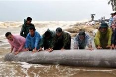 Nearly 100 people join in saving Hoi An beach from erosion