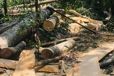 Rampant forest destruction found in Gia Lai