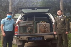 Quang Binh households hand over rare monkeys to national park