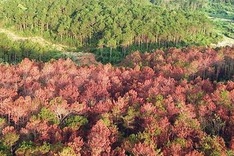 Central Highlands region to grow 2.72 million hectares of forest by 2030