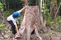 12 illegal loggers prosecuted for destroying forest in Phu Yen