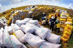 Vietnamese 5% broken rice export price hits new high globally again