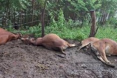 Six cows killed in lightning strike in Son La