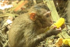 Dozens of animals released into the wild