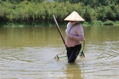 Clam season in Ha Tinh river