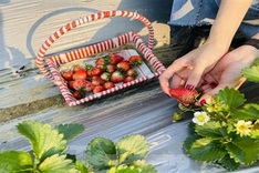 Young people flock to strawberry gardens in Moc Chau