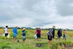 Rat hunting season in Nghe An