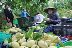 Dong Thap to hold mango festival