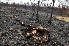 More than 2 million animals perish in Bolivia wildfires