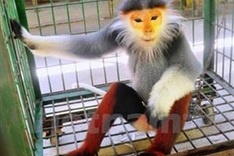 Six people sentenced for violating regulations on rare animals