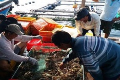 Vietnamese lobster breeders hit by coronavirus outbreak