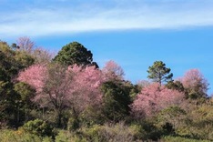More cherry trees to be grown in Da Lat