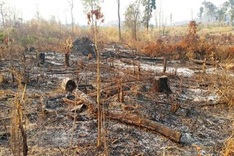 Central Highlands forest suffers deliberate fire