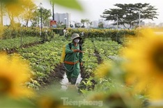 More sunflower trees grown along Saigon River bank