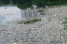 Tonnes of fish found dead at HCM City lakes