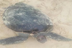 Rare sea turtle found in fishing net