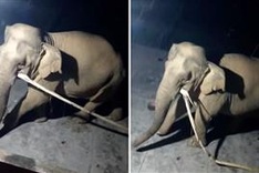 Nghe An wild elephant forages in village