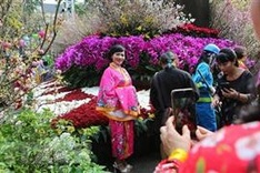 5th Hanoi cherry blossom festival to be held next March