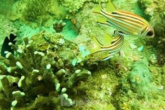 Coral diving services attract tourists