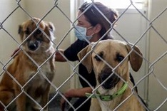 Ruff deal: Animal shelter braces for surge as expats abandon Qatar