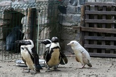 Rare albino penguin makes debut at Polish zoo