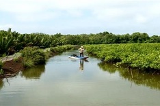Kiên Giang Province focuses on growing, protecting forests