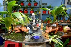 Buffalo-shaped bonsai trees bring good money on Tet
