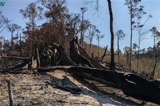 Dak Lak deforestation investigated