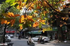 Hanoi trees mark return of spring
