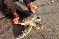 Rare sea turtle released back into ocean