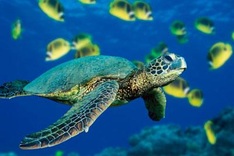 Program on endangered turtle protection released