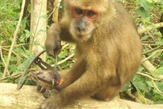 Danang seeking ways to rescue injured monkey