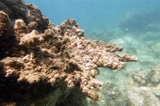 Nha Trang authorities propose coral reef camera monitoring