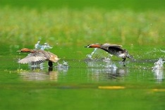 Experts discuss report on ecosystem degradation